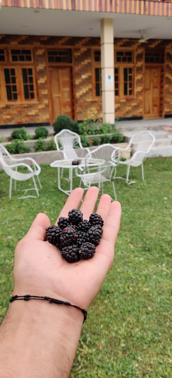 Fresh mulberries picked from the garden